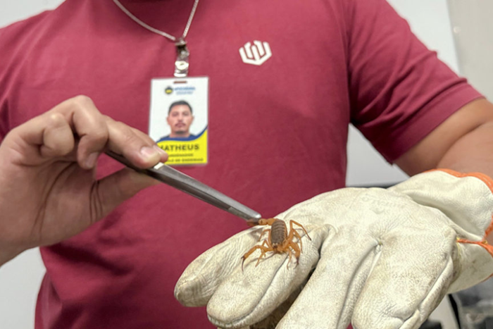 Saúde de Apucarana reforça alerta sobre aparecimento de escorpiões e orienta população a limpar os quintais