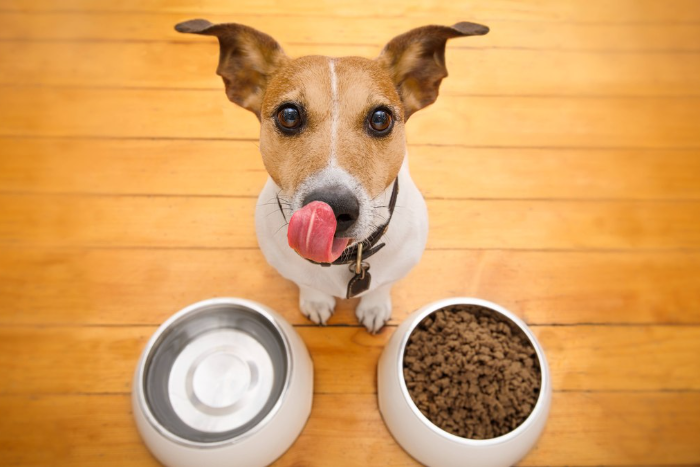 Do Caramelo aos cães de raça: alimentos proibidos para cães que você precisa evitar