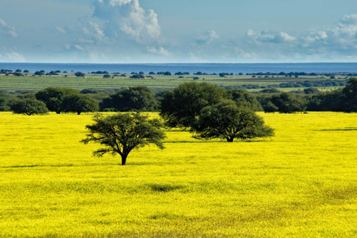 Pampa: localização, clima, relevo, fauna